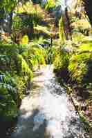 Free photo forest path surrounded by greens