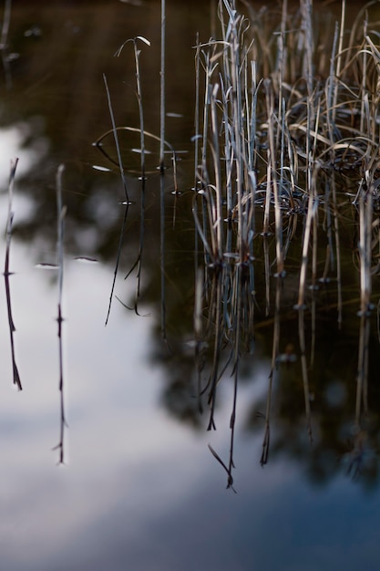 Forest reflected in water lake