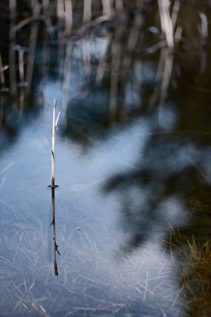 Free Photo forest reflected in water lake