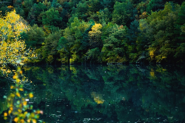 Forest reflected in the water