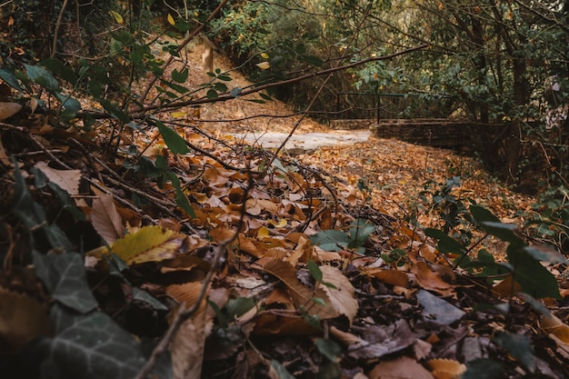 Forest scene with autumn leaves