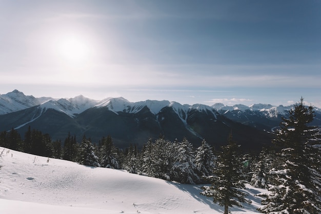 Free photo forest in snowy mountains