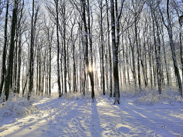 Forest surrounded by trees covered in the snow under the sunlight in Larvik in Norway