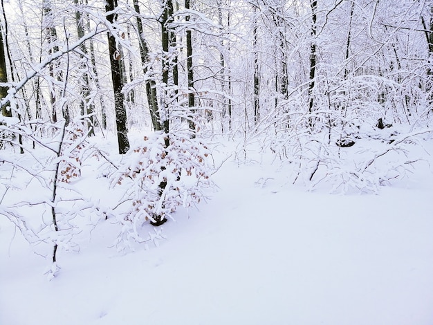 Forest surrounded by trees covered in the snow under the sunlight in Larvik in Norway