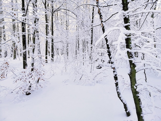 Forest surrounded by trees covered in the snow under the sunlight in Larvik in Norway