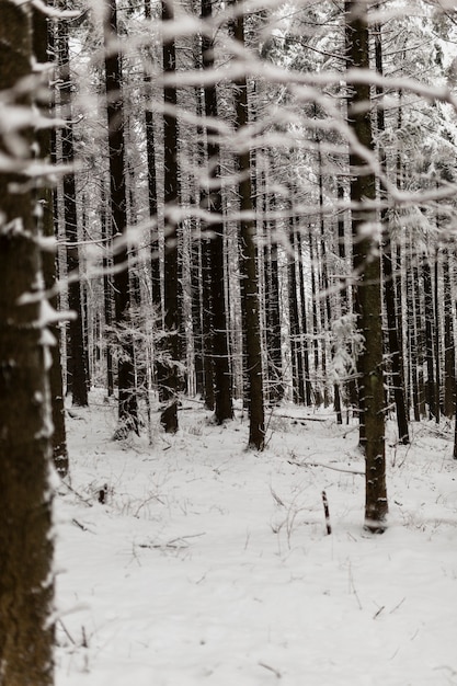 Free photo forest view in winter