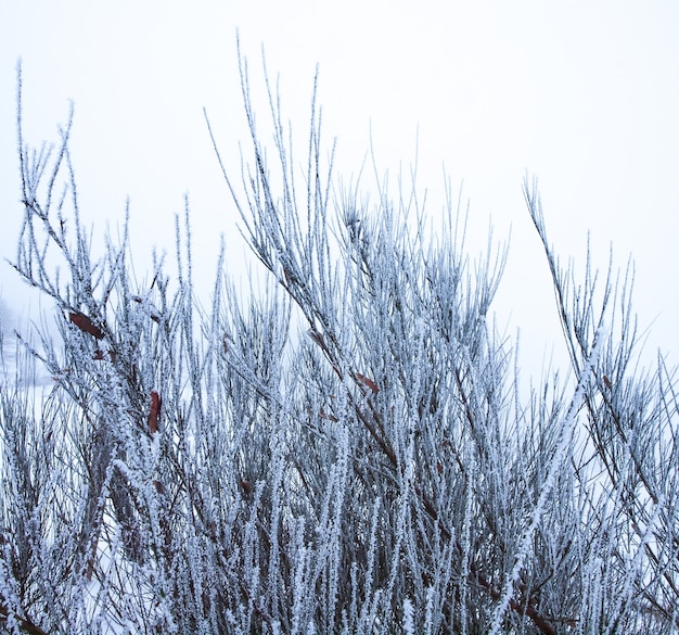 Free photo forest in winter