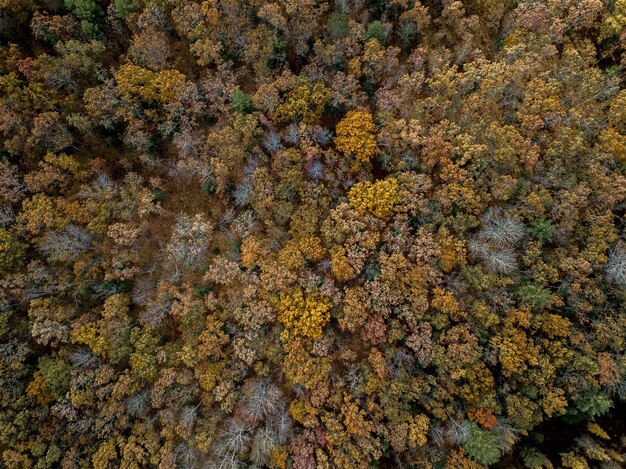 Forest with different colored trees