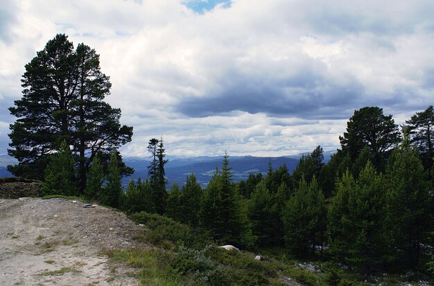 A forest with a lot of green trees surrounded by high mountains under a cloudy sky in Norway