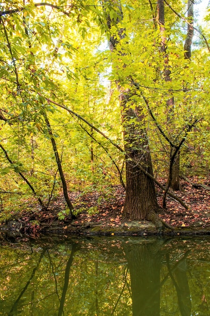 A forest with lots of green and yellow trees and bushes, fallen leaves on the ground, small pond on the foreground, Chisinau, Moldova