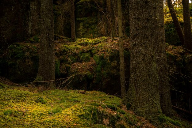 Forest with moss on the ground