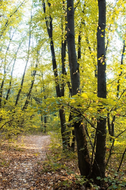 A forest with a path through the green trees and bushes, fallen leaves on the ground, Chisinau, Moldova