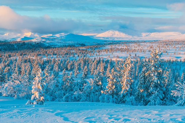 Forest with pine trees covered with snow