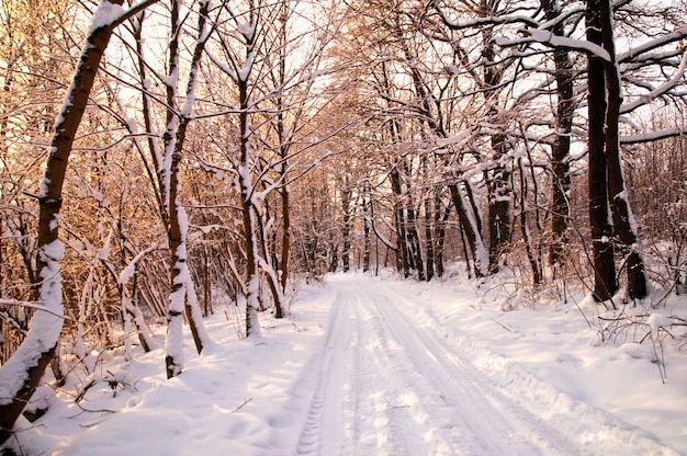 Forest with snowy trees