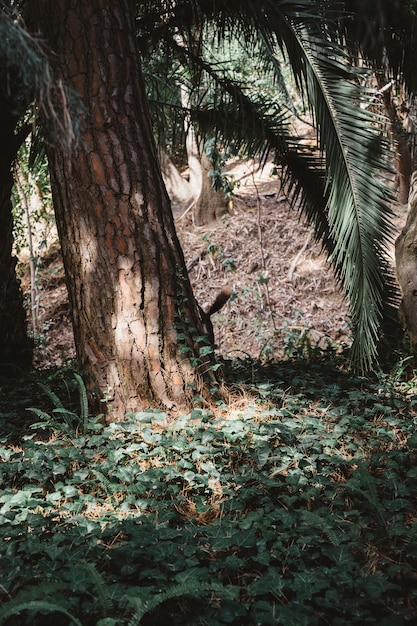 Free photo forest with sun shining against tree