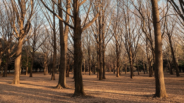 Free photo forest with trees close up