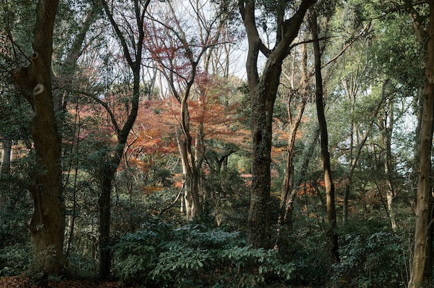 Forest with trees close up