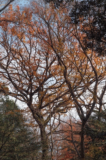 Free photo forest with trees close up