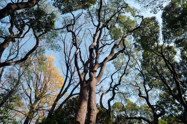 Forest with trees close up