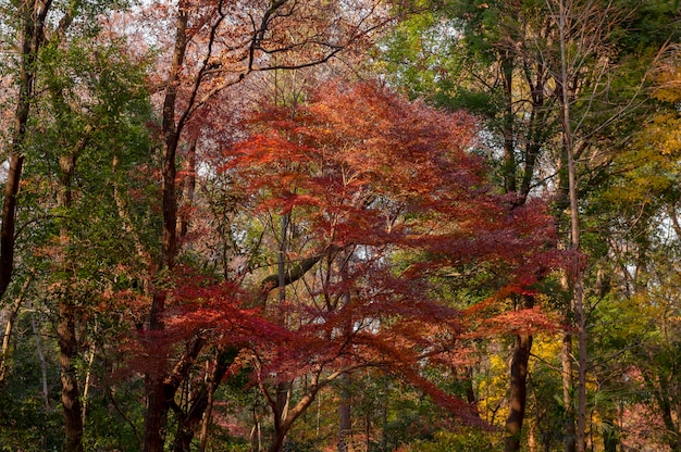 Free Photo forest with trees close up