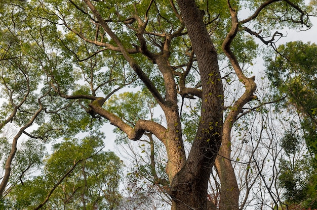 Free Photo forest with trees close up