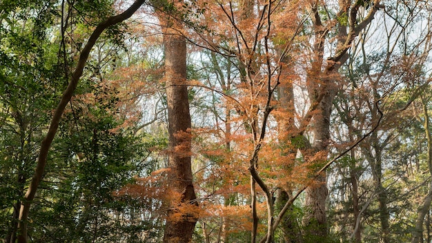 Free photo forest with trees close up