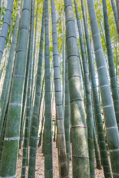 Free photo forest with trees close up