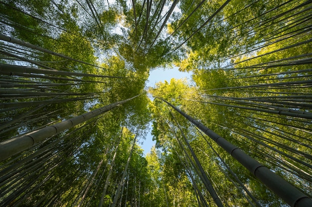 Forest with trees close up