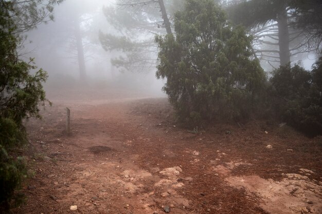 Free Photo forest with trees and fog landscape