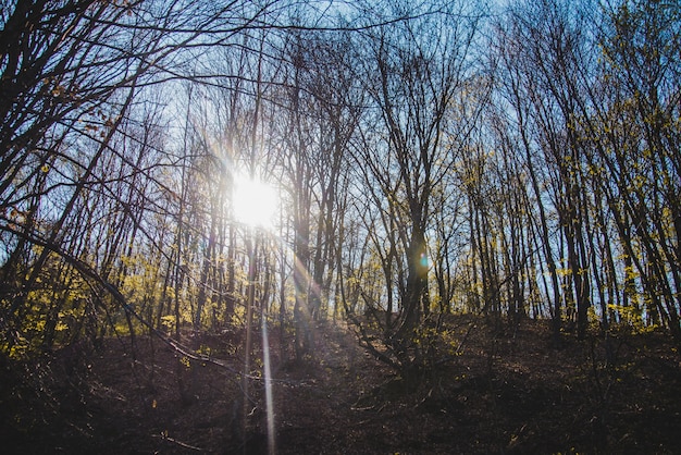 Free Photo forest with trees at sunset