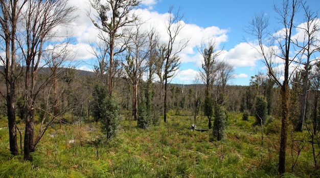 Forrest in autumn