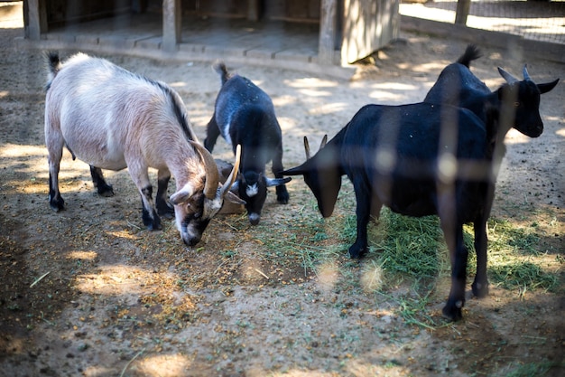 Four goats grazing