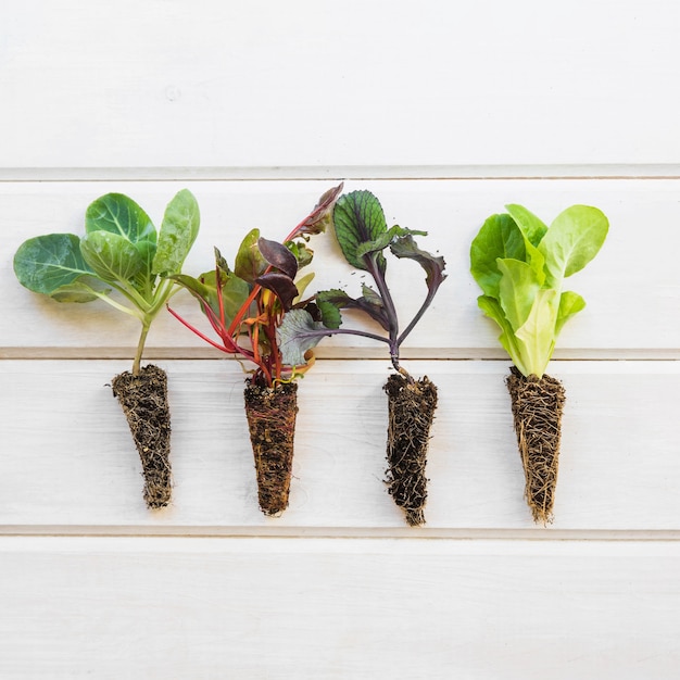 Free photo four plants on wooden surface