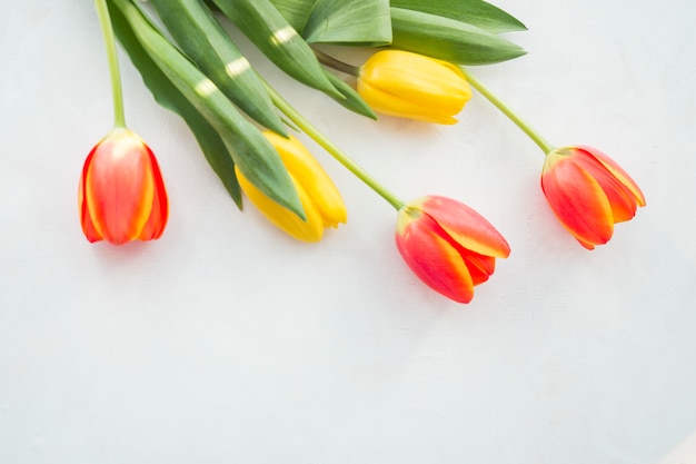 Four tulip flowers on white table