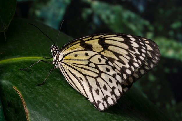 Free photo fragile butterfly sitting on leaf