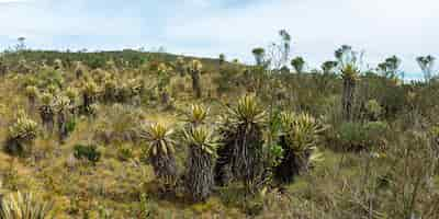 Free photo frailejon (espeletia grandiflora) in paramo hiking