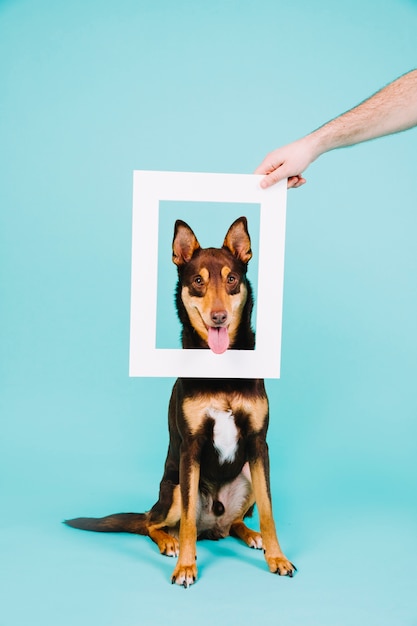 Free Photo frame concept with dog