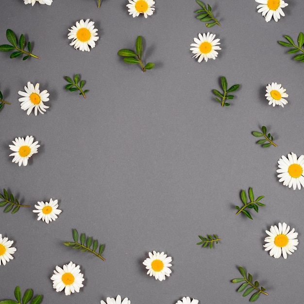 Free Photo frame of daisies and branches