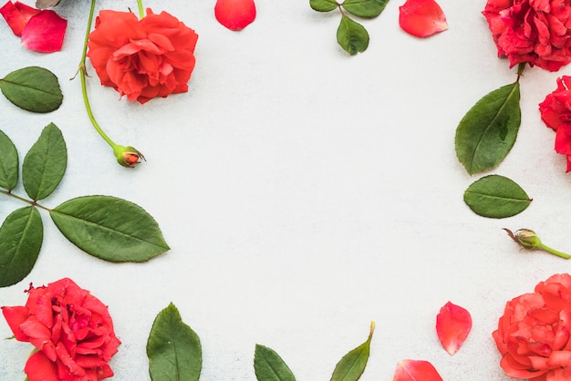 Frame made beautiful red roses and leaf on white background