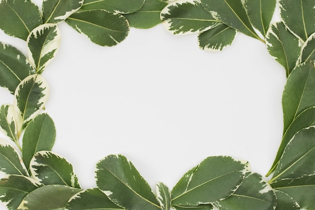 Free photo frame made from fresh leaves on white background