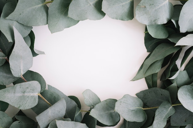 Free photo frame made with leaves against white backdrop