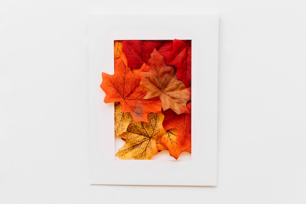 Free photo frame window in autumn concept