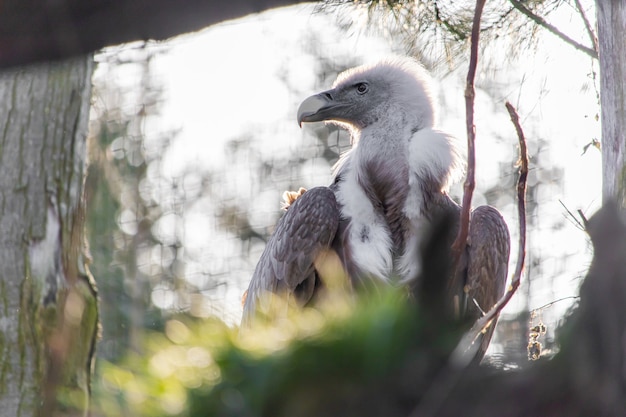 Free photo framed shot of a falcon looking afar