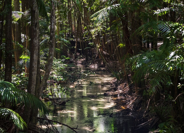 Free photo fraser island rainforest