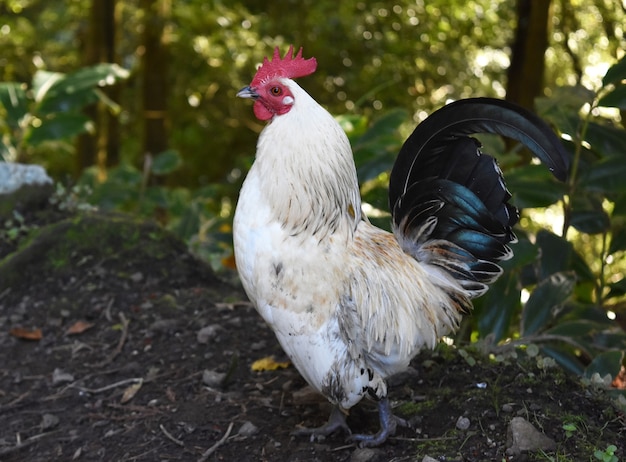 Free Photo free range red crested white chicken with gray feathers