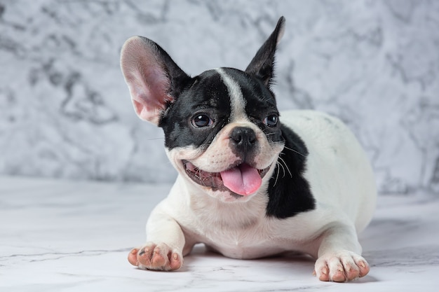 French Bulldog Dog Breeds White Polka Dot Black On Marble.