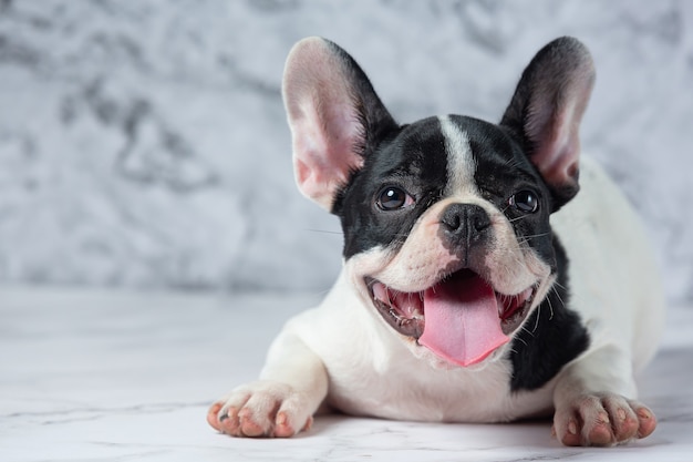 Free Photo french bulldog dog breeds white polka dot black on marble.