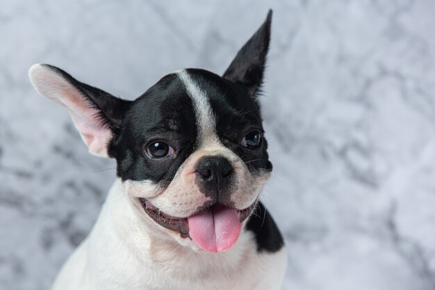 French Bulldog Dog Breeds White Polka Dot Black On Marble