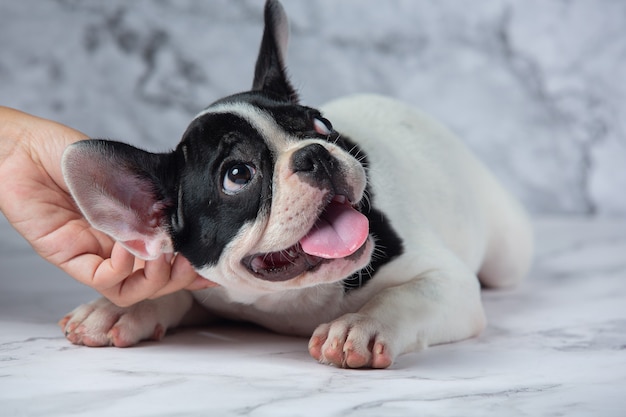 Free photo french bulldog dog breeds white polka dot black on marble.