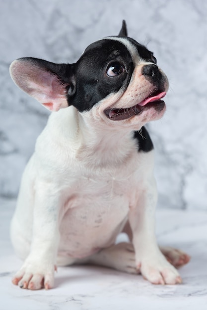 Free Photo french bulldog dog breeds white polka dot black on marble.